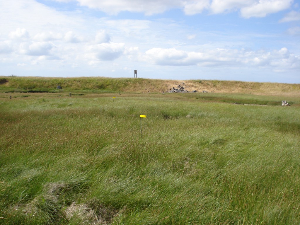 A transect is a line, here marked with a series of flags.