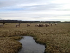 Sheep grazing a salt marsh