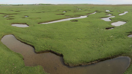 Creeks and pools on a salt marsh