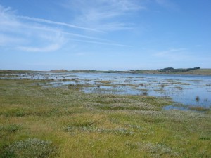 A salt marsh flooded at high tide