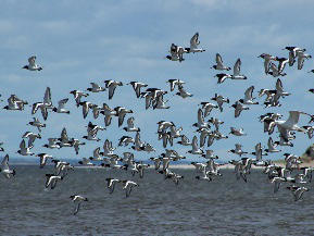 A flock of Oystercatchers