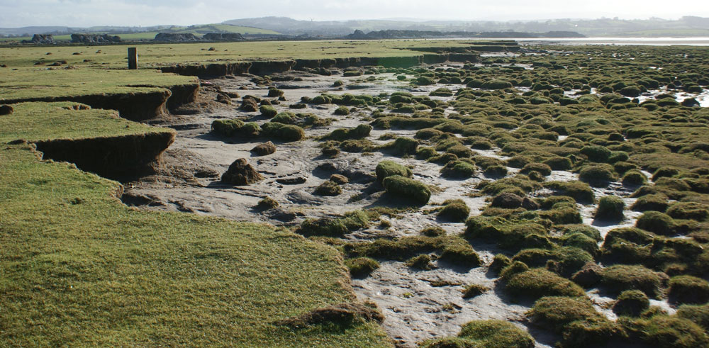 Salt marshes are a natural defence against coastal erosion and flooding. We need data to manage them effectively.