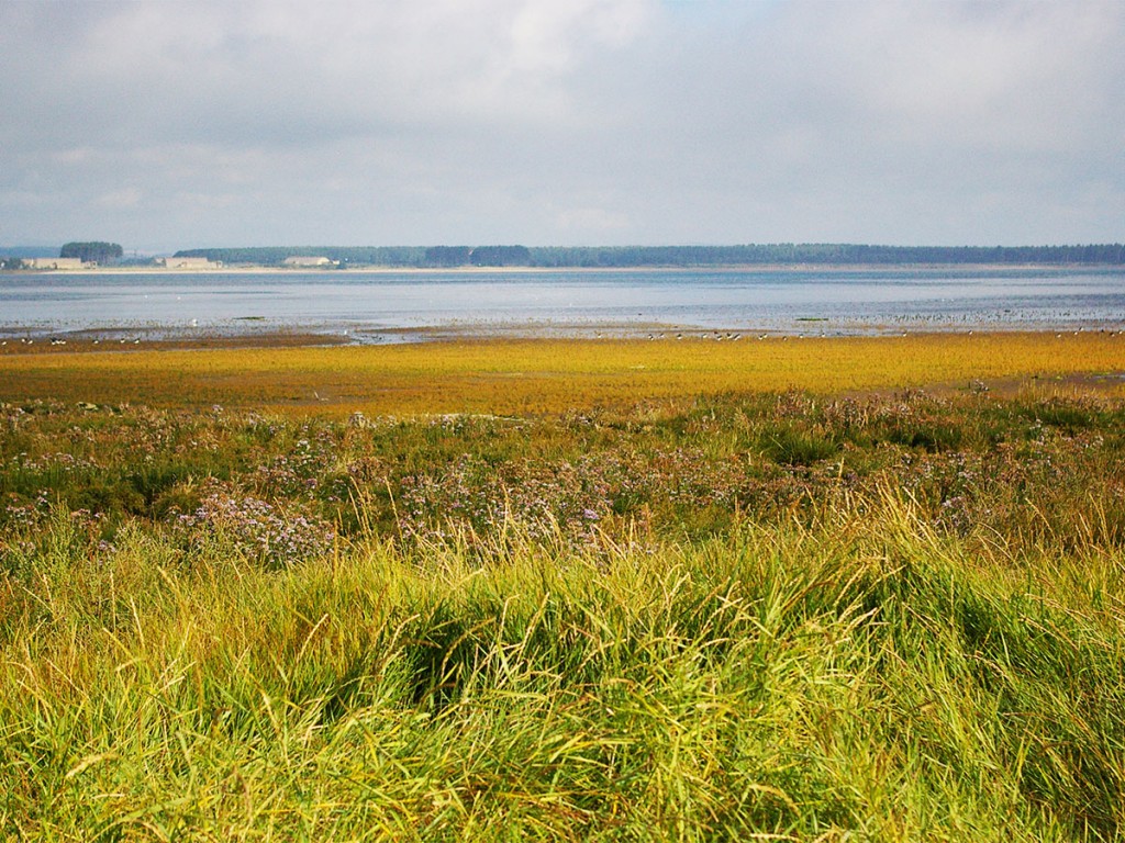 The plant community types are likely to be found in the mid to landward side of the marsh.