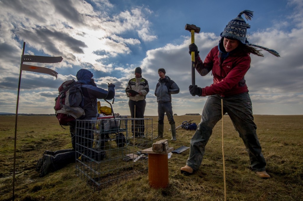 Figure 1: collecting samples from Warton Marsh in Morecambe Bay; February 2013. One researcher is hammering a corer into the ground to extract soil for analysis in the laboratory. Soil samples gave us information on carbon stock, soil type, soil chemistry and plant roots.